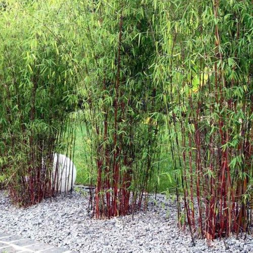 Umbrella Bamboo ‘Asian Wonder’ (Fargesia Robusta ‘Asian Wonder’)