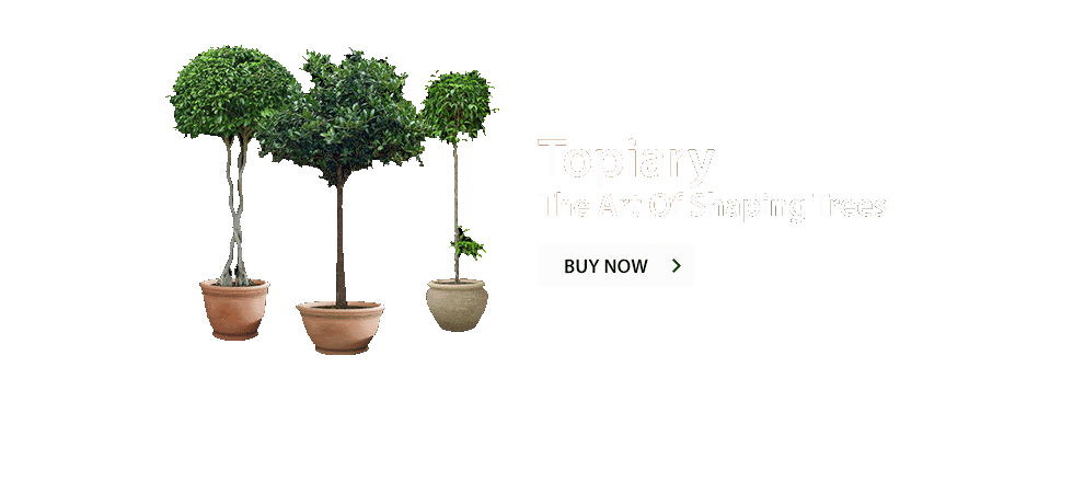 /product-category/topiary-trees/