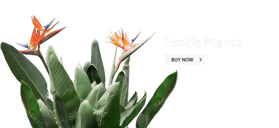 /product-category/exotic-plants/