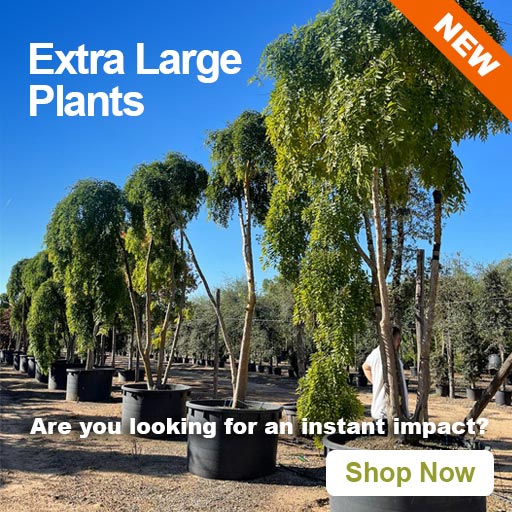 Extra Large Plants