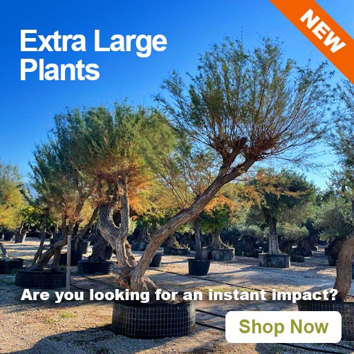 Extra Large Plants