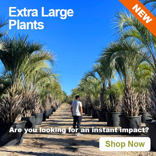 Extra Large Plants