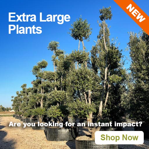 Extra Large Plants