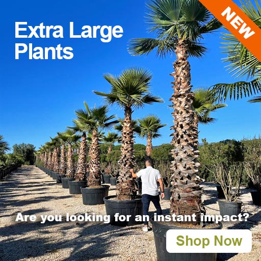 Extra Large Plants